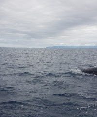 DIVE AZORES . WHALE WATCHING