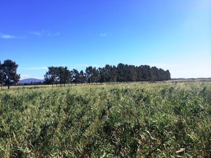 HERDADE DOS SALGADOS DO FIALHO