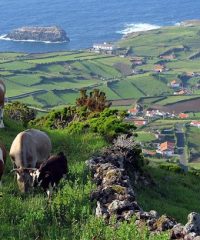 VERDE PINO – AGÊNCIA DE VIAGENS E TURISMO