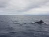 DIVE AZORES . WHALE WATCHING