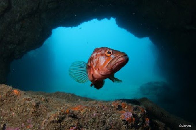 HALIOTIS DIVE CENTER MADEIRA