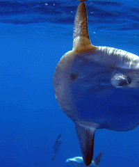 HALIOTIS DIVE CENTER PENICHE