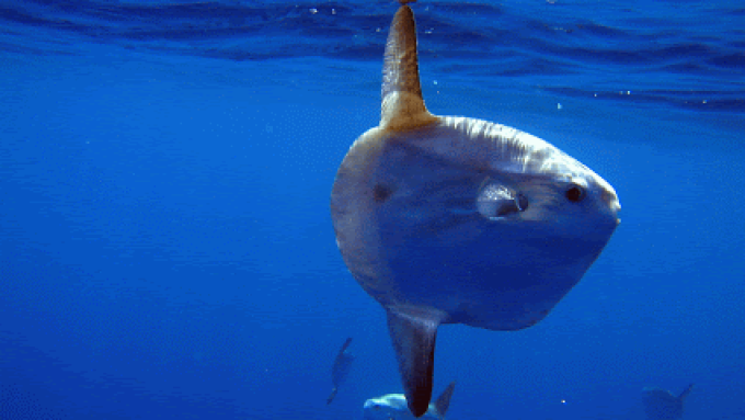 HALIOTIS DIVE CENTER PENICHE