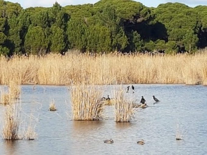 INTERPRETIVE AREA LITTLE LAGOON