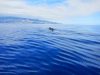 MADEIRA DIVE POINT – ANIMAÇÃO TURÍSTICA, LDA.