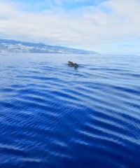 MADEIRA DIVE POINT – ANIMAÇÃO TURÍSTICA, LDA.