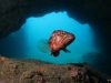 HALIOTIS DIVE CENTER MADEIRA