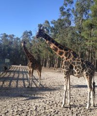 BADOCA SAFARI PARK