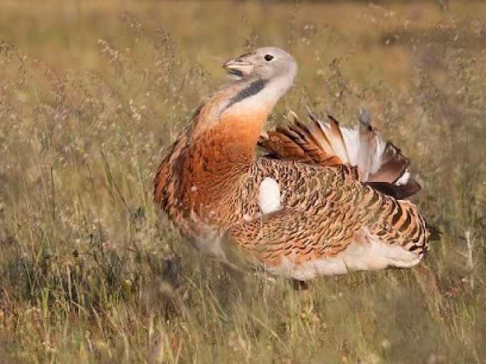 BIRDWATCHING ALENTEJO PORTUGAL