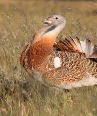 BIRDWATCHING ALENTEJO PORTUGAL