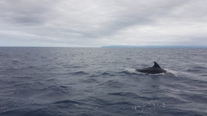 DIVE AZORES . WHALE WATCHING