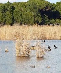 INTERPRETIVE AREA LITTLE LAGOON