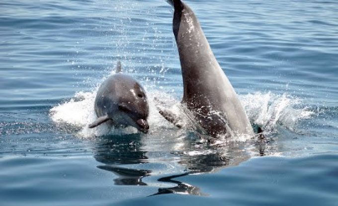 SEASIREN BOAT TOURS