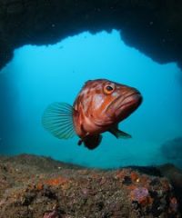 HALIOTIS DIVE CENTER MADEIRA