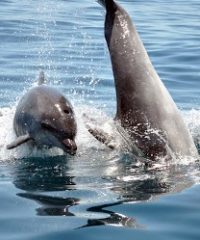 SEASIREN BOAT TOURS