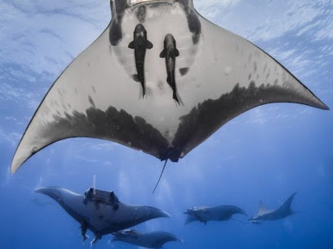 HALIOTIS DIVE CENTER SANTA MARIA