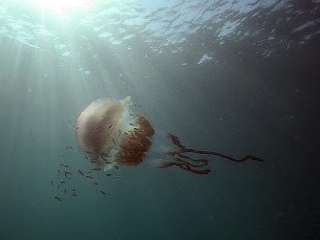 DIVE CLUB CIPREIA – LAGOS