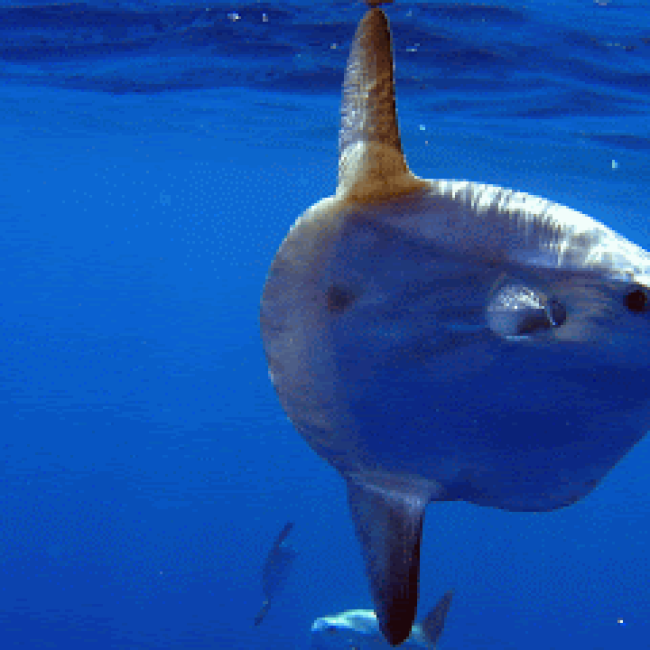 HALIOTIS DIVE CENTER PENICHE