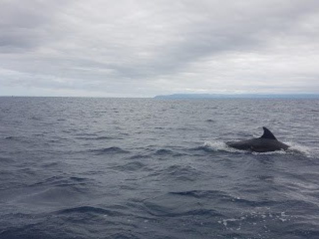 DIVE AZORES . WHALE WATCHING