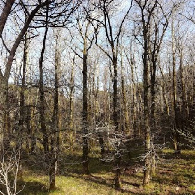 CENTRO DE INTERPRETAÇÃO AMBIENTAL DE MONTEJUNTO
