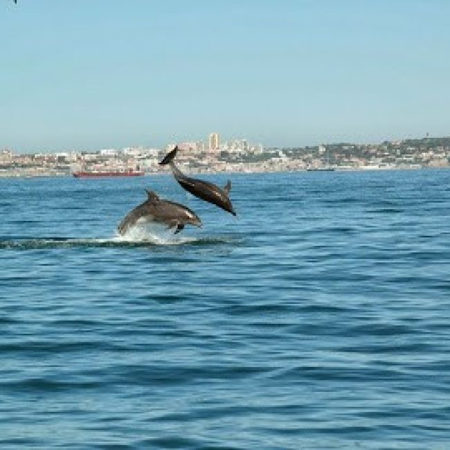 DOLPHINEXPLORERS
