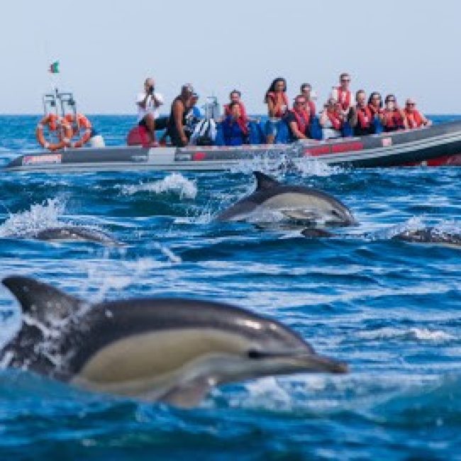 DOLPHINS DRIVEN