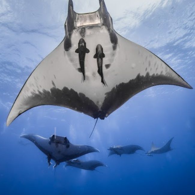 HALIOTIS DIVE CENTER SANTA MARIA