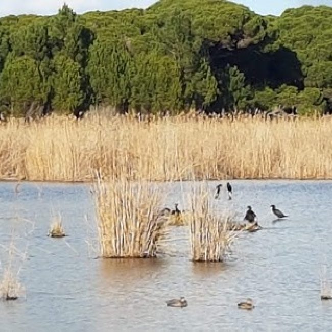 INTERPRETIVE AREA LITTLE LAGOON
